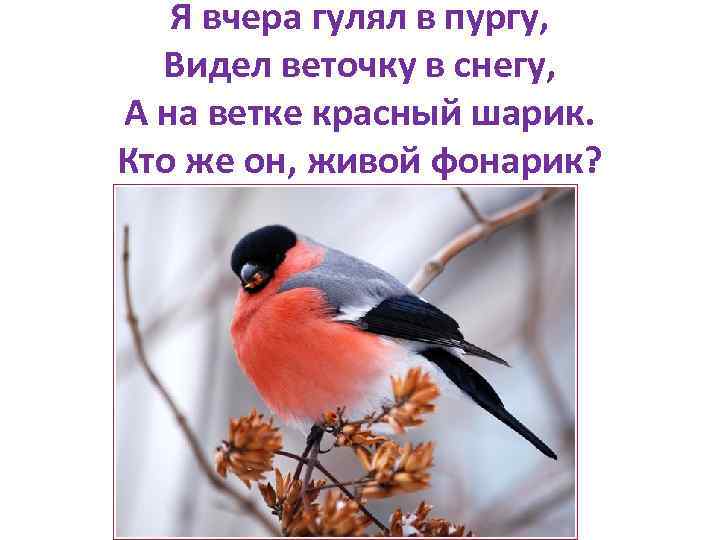 Я вчера гулял в пургу, Видел веточку в снегу, А на ветке красный шарик.