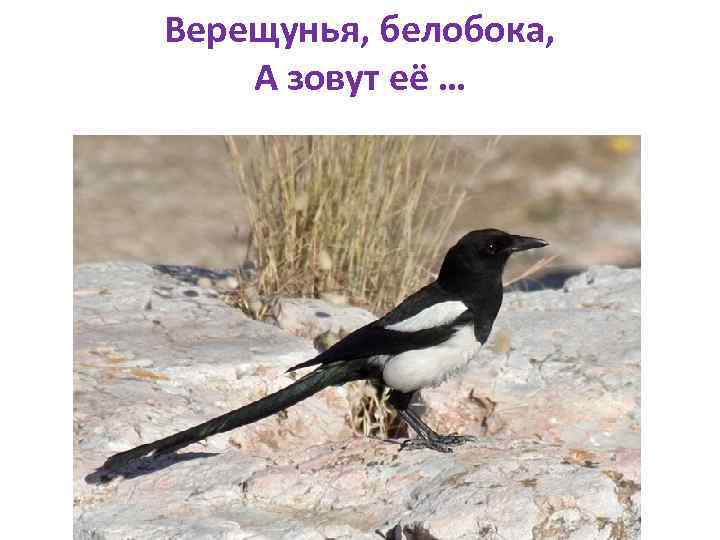 Верещунья, белобока, А зовут её … 