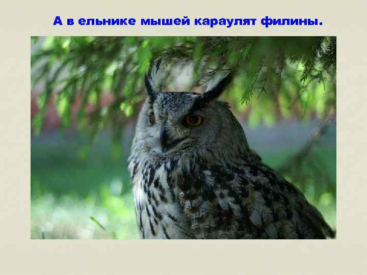 А в ельнике мышей караулят филины. 