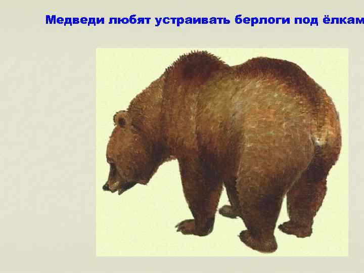 Медведи любят устраивать берлоги под ёлкам 