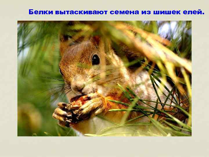 Белки вытаскивают семена из шишек елей. 