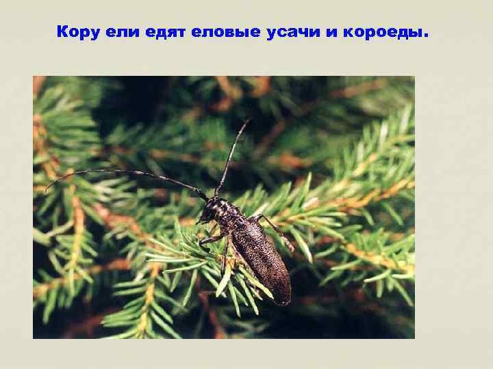 Кору ели едят еловые усачи и короеды. 