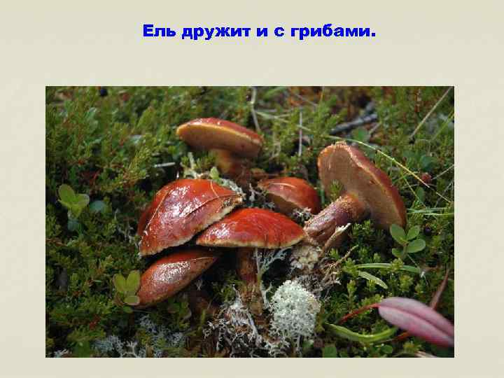 Ель дружит и с грибами. 