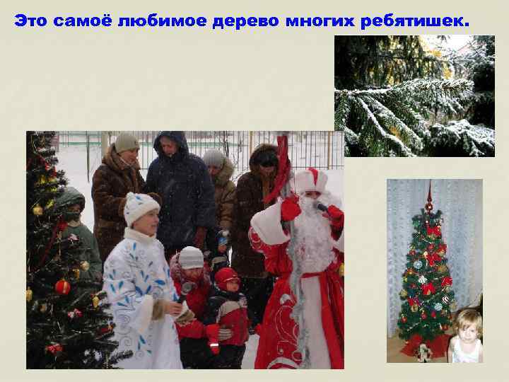 Это самоё любимое дерево многих ребятишек. 