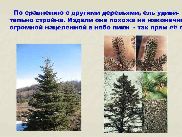 По сравнению с другими деревьями, ель удивительно стройна. Издали она похожа на наконечни огромной