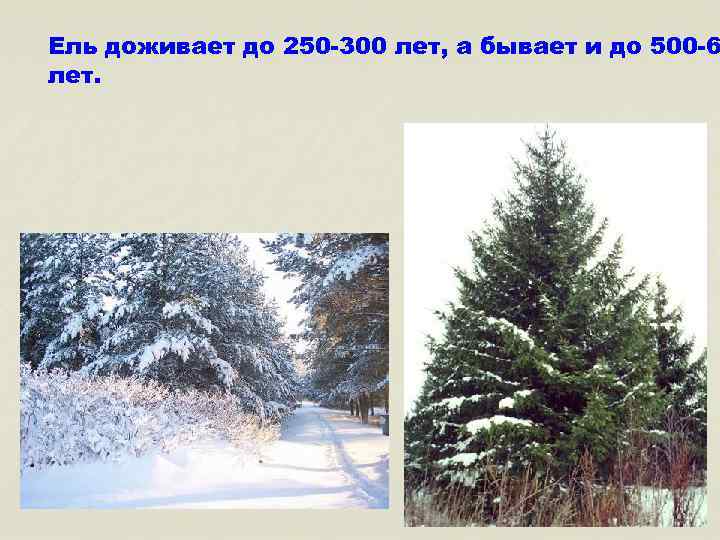 Ель доживает до 250 -300 лет, а бывает и до 500 -6 лет. 