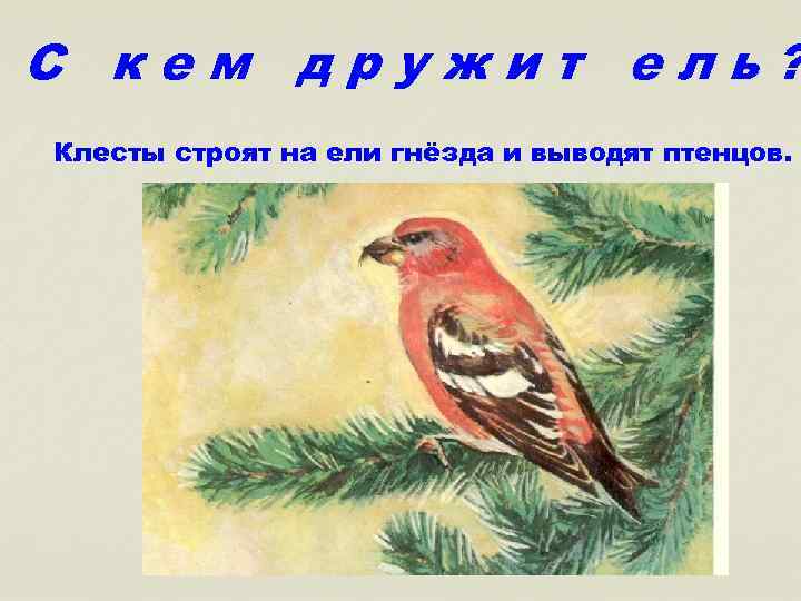 С кем дружит ель? Клесты строят на ели гнёзда и выводят птенцов. 