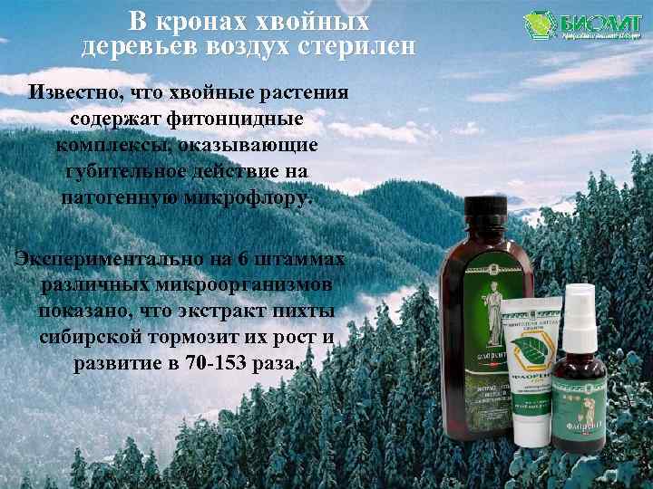 В кронах хвойных деревьев воздух стерилен Известно, что хвойные растения содержат фитонцидные комплексы, оказывающие