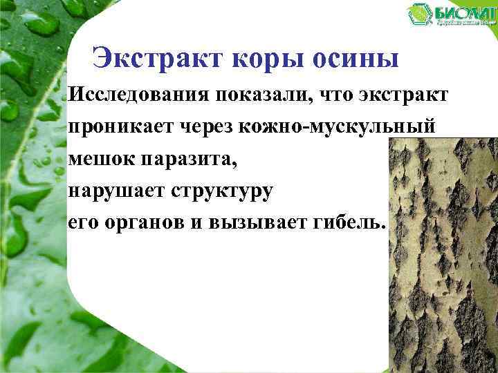 Экстракт коры осины Исследования показали, что экстракт проникает через кожно-мускульный мешок паразита, нарушает структуру