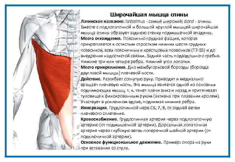 Широчайшая мышца спины Латинское название: latissimus - самый широкий; dorsi - спины. Вместе с