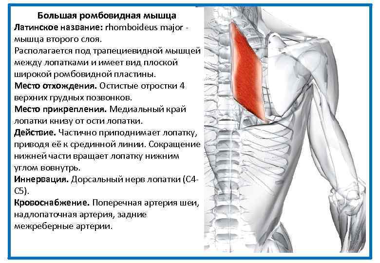 Большая ромбовидная мышца Латинское название: rhomboideus major - мышца второго слоя. Располагается под трапециевидной