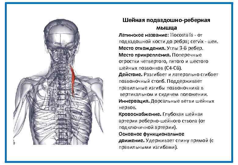 Шейная подвздошно-реберная мышца Латинское название: iliocostalis - от подвздошной кости до ребра; cervix -