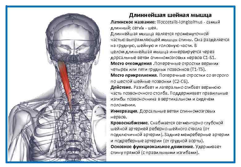 Длиннейшая шейная мышца Латинское название: iliocostalis-longissimus - самый длинный; cervix - шея. Длиннейшая мышца