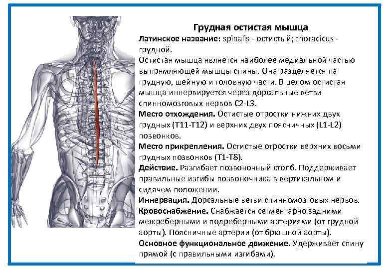 Грудная остистая мышца Латинское название: spinalis - остистый; thoracicus - грудной. Остистая мышца является