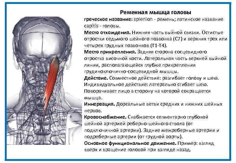 Ременная мышца головы греческое название: splenion - ремень; латинское название capitis - головы. Место