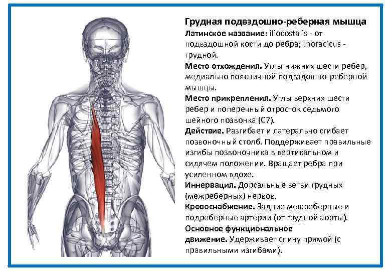 Грудная подвздошно-реберная мышца Латинское название: iliocostalis - от подвздошной кости до ребра; thoracicus -