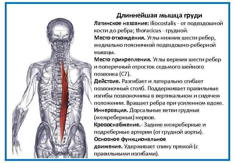 Длиннейшая мышца груди Латинское название: iliocostalis - от подвздошной кости до ребра; thoracicus -