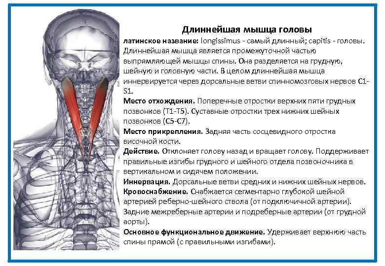 Длиннейшая мышца головы латинское название: longissimus - самый длинный; capitis - головы. Длиннейшая мышца