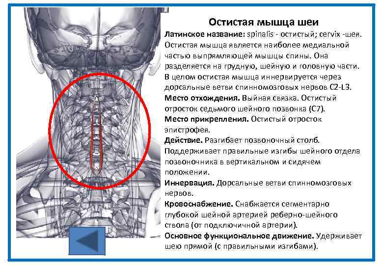 Остистая мышца шеи Латинское название: spinalis - остистый; cervix -шея. Остистая мышца является наиболее