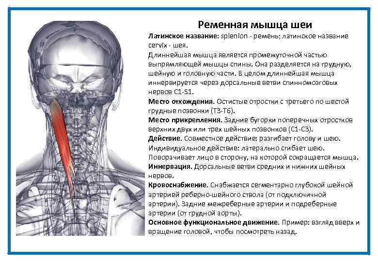 Ременная мышца шеи Латинское название: splenion - ремень; латинское название cervix - шея. Длиннейшая