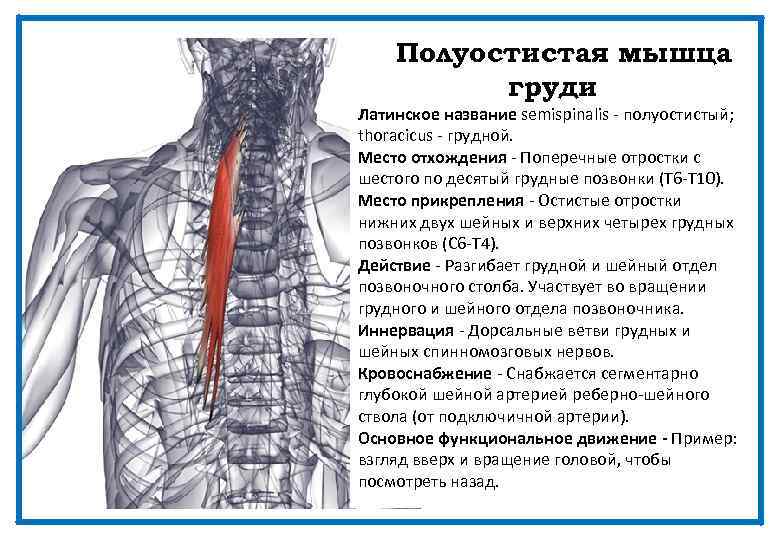 Полуостистая мышца груди Латинское название semispinalis - полуостистый; thoracicus - грудной. Место отхождения -