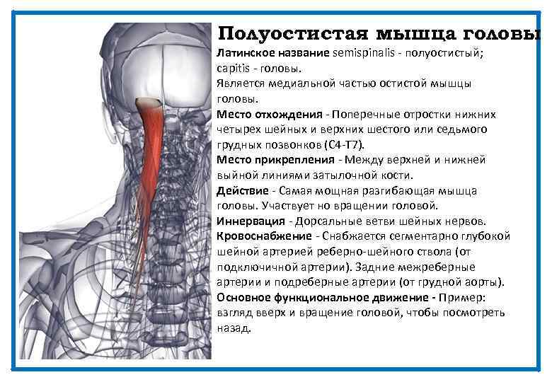 Полуостистая мышца головы Латинское название semispinalis - полуостистый; capitis - головы. Является медиальной частью