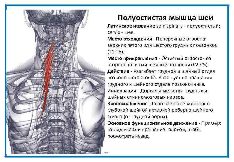 Полуостистая мышца шеи Латинское название semispinalis - полуостистый; cervix - шея. Место отхождения -