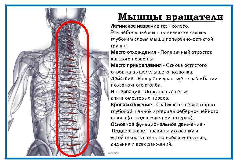 Мышцы вращатели Латинское название rot - колесо. Эти небольшие мышцы являются самым глубоким слоем