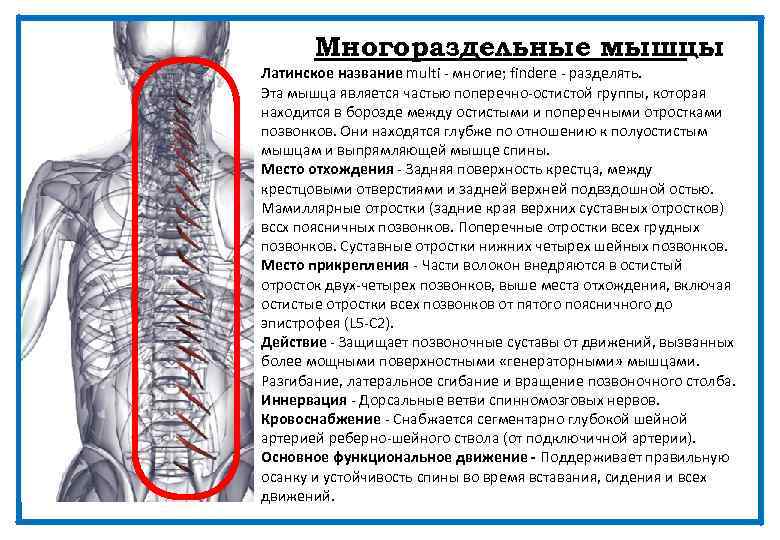 Многораздельные мышцы Латинское название multi - многие; findere - разделять. Эта мышца является частью