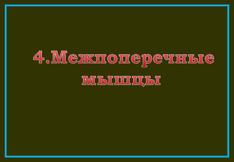 4. Межпоперечные мышцы 