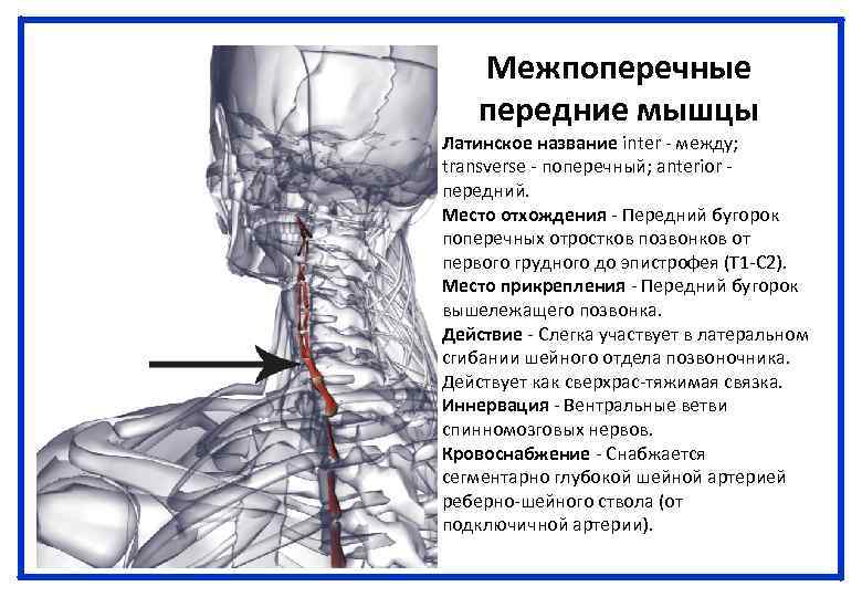 Межпоперечные передние мышцы Латинское название inter - между; transverse - поперечный; anterior - передний.