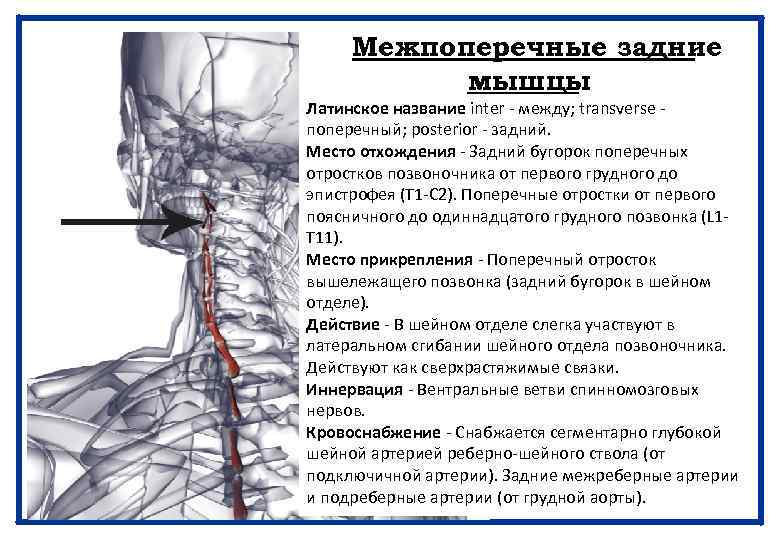 Межпоперечные задние мышцы Латинское название inter - между; transverse - поперечный; posterior - задний.