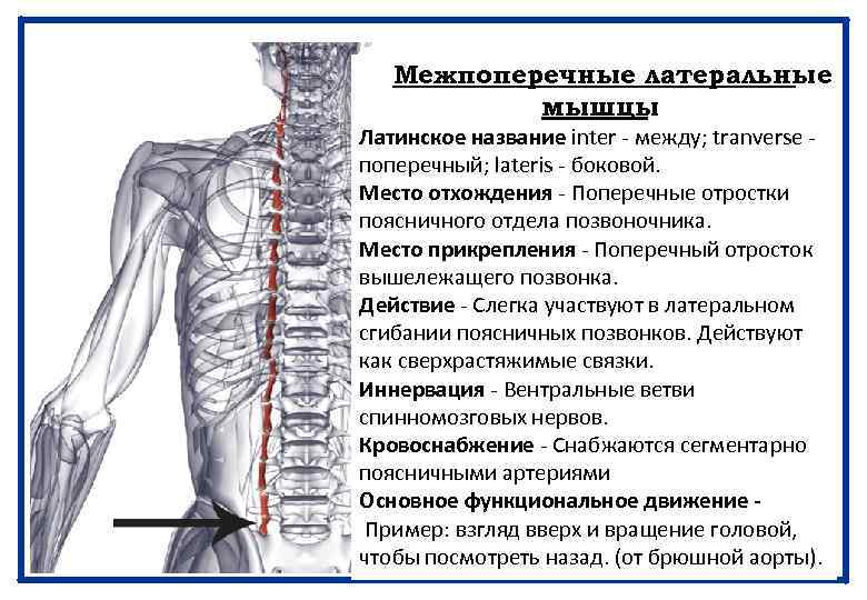 Межпоперечные латеральные мышцы Латинское название inter - между; tranverse - поперечный; lateris - боковой.