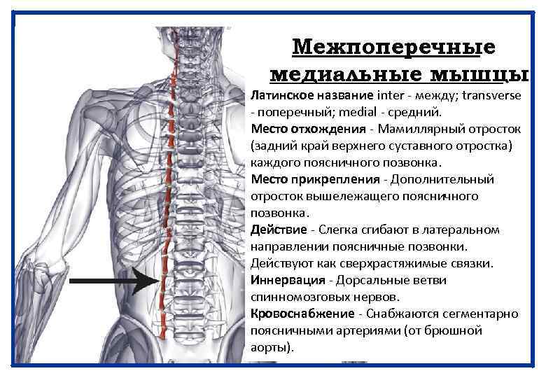 Межпоперечные медиальные мышцы Латинское название inter - между; transverse - поперечный; medial - средний.