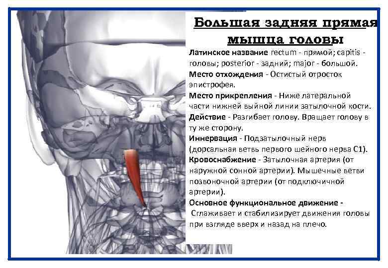 Большая задняя прямая мышца головы Латинское название rectum - прямой; capitis - головы; posterior