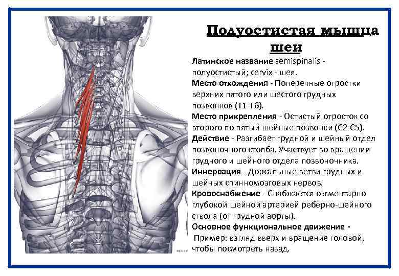 Полуостистая мышца шеи Латинское название semispinalis - полуостистый; cervix - шея. Место отхождения -