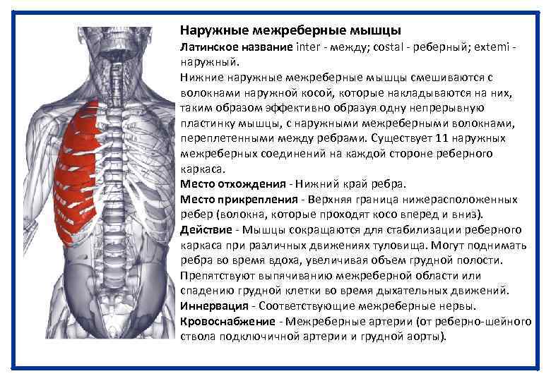 Наружные межреберные мышцы Латинское название inter - между; costal - реберный; extemi - наружный.