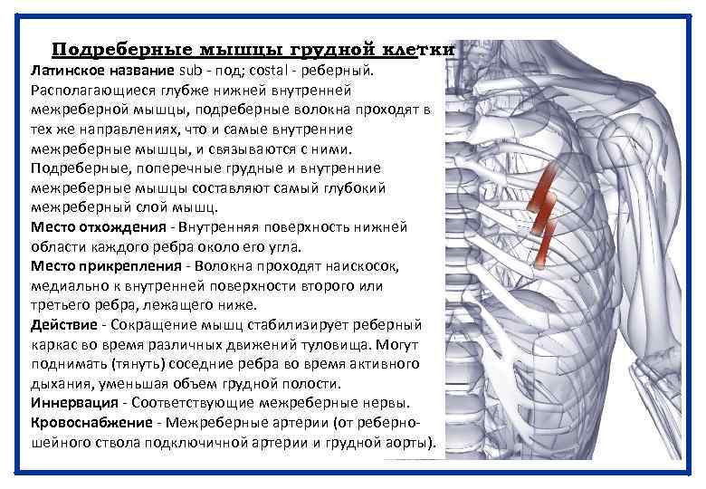Мышца латынь. Внутренние межреберные мышцы. Подреберные мышцы на латинском. Мышцы и нервы грудной клетки. Самые внутренние межреберные мышцы.