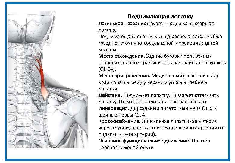 Поднимающая лопатку Латинское название: levare - поднимать; scapulae - лопатка. Поднимающая лопатку мышца располагается