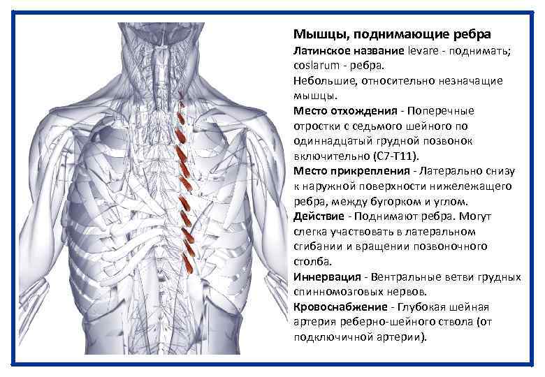 Мышцы, поднимающие ребра Латинское название levare - поднимать; coslarum - ребра. Небольшие, относительно незначащие