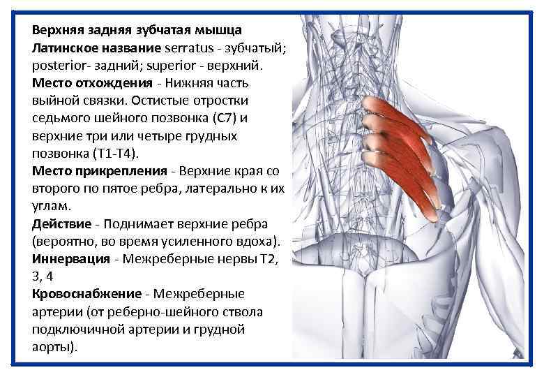 Верхняя задняя зубчатая мышца Латинское название serratus - зубчатый; posterior- задний; superior - верхний.