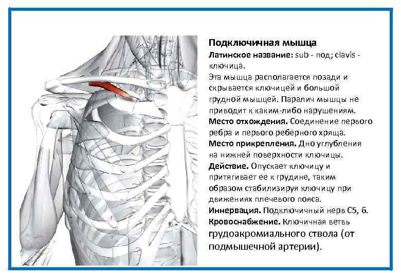 Подключичная мышца Латинское название: sub - под; clavis - ключица. Эта мышца располагается позади