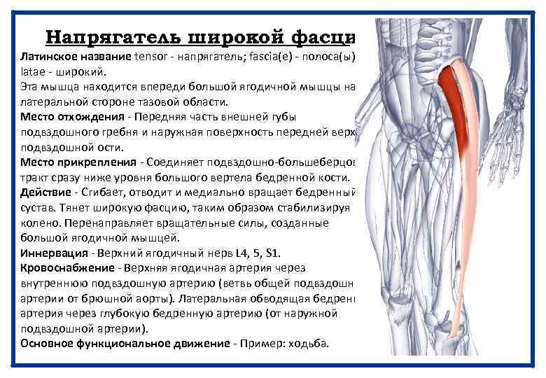 Напрягатель широкой фасции Латинское название tensor - напрягатель; fascia(e) - полоса(ы); latae - широкий.