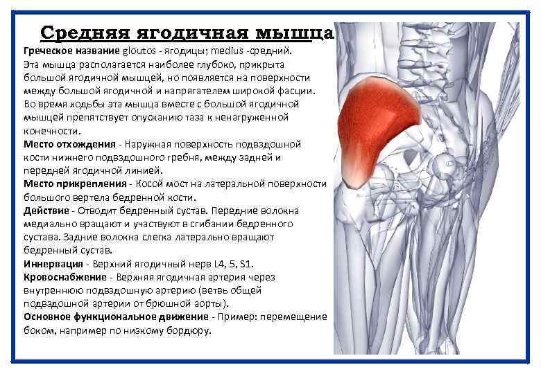 Средняя ягодичная мышца Греческое название gloutos - ягодицы; medius -средний. Эта мышца располагается наиболее