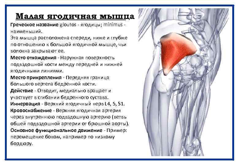Малая ягодичная мышца Греческое название gloutos - ягодицы; minimus - наименьший. Эта мышца расположена