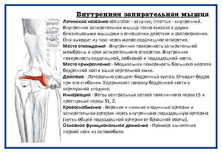 Внутренняя запирательная мышца Латинское название obturator - затычка; internus - внутренний. Внутренняя запирательная мышца