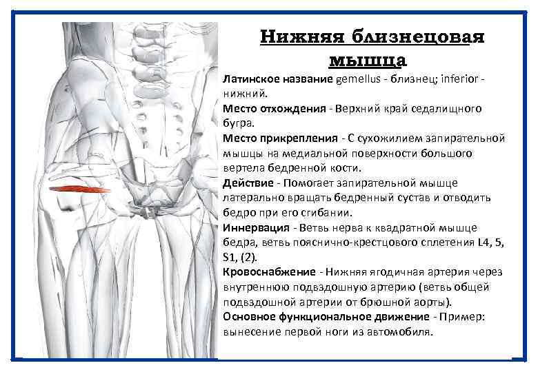 Нижняя близнецовая мышца Латинское название gemellus - близнец; inferior - нижний. Место отхождения -