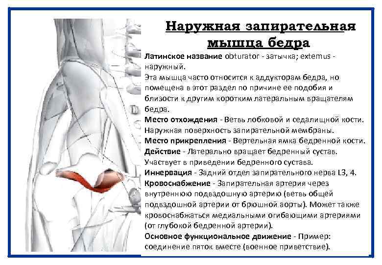 Наружная запирательная мышца бедра Латинское название obturator - затычка; extemus - наружный. Эта мышца