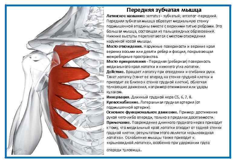 Передняя зубчатая мышца Латинское название: serratus - зубчатый; anterior -передний. Передняя зубчатая мышца образует