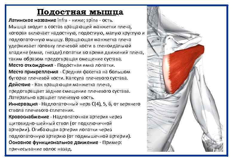 Подостная мышца Латинское название infra - ниже; spina - ость. Мышца входит в состав